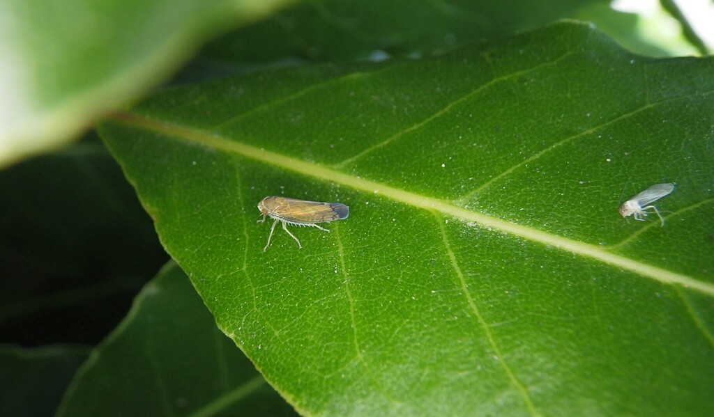 Pale Insect Placotettix taeniatifrons from Kaiapoi, New Zealand on February 1, 2026 ...