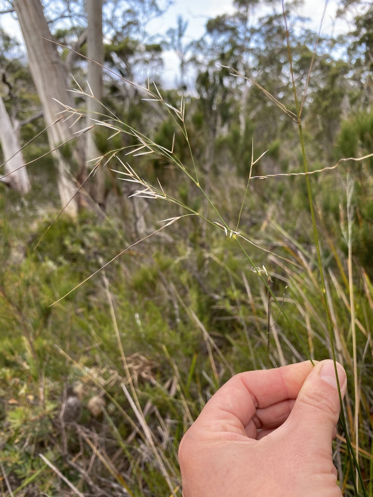 Austrostipa aphylla