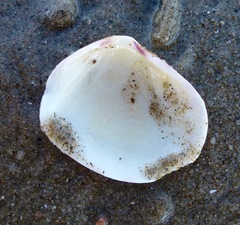 Semele rubropicta
