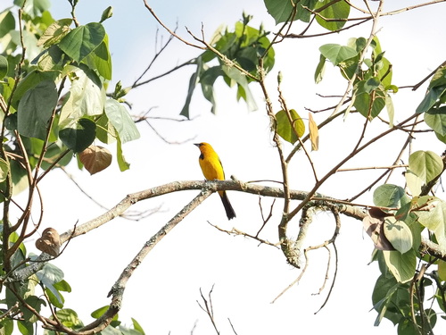 Yellow Oriole (Icterus nigrogularis), photo 5
