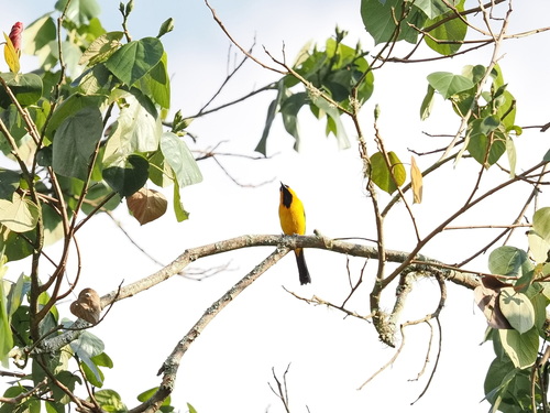 Yellow Oriole (Icterus nigrogularis), photo 6