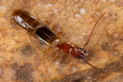 Diagrypnodes wakefieldi