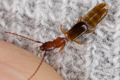 Diagrypnodes wakefieldi