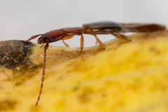 Diagrypnodes wakefieldi