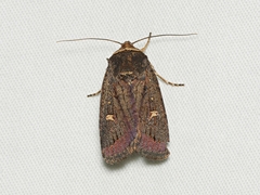 Proteuxoa hydraecioides