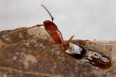 Diagrypnodes wakefieldi