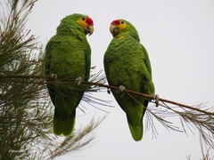 Amazona autumnalis