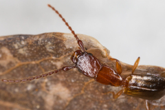 Diagrypnodes wakefieldi