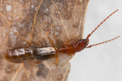 Diagrypnodes wakefieldi