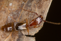 Diagrypnodes wakefieldi