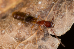 Diagrypnodes wakefieldi