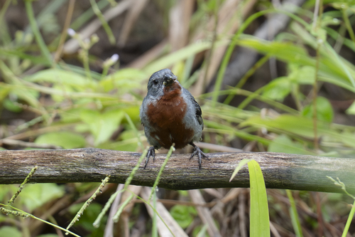 Chestnut-bellied Seedeater (Sporophila castaneiventris), photo 2