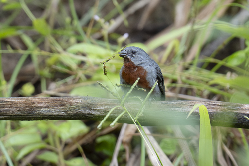 Chestnut-bellied Seedeater (Sporophila castaneiventris)