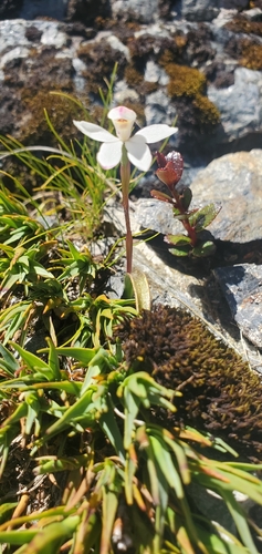 Caladenia lyallii observed 2026-02-01