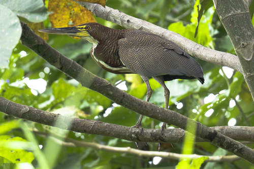 Rufescent Tiger Heron (Tigrisoma lineatum), photo 6