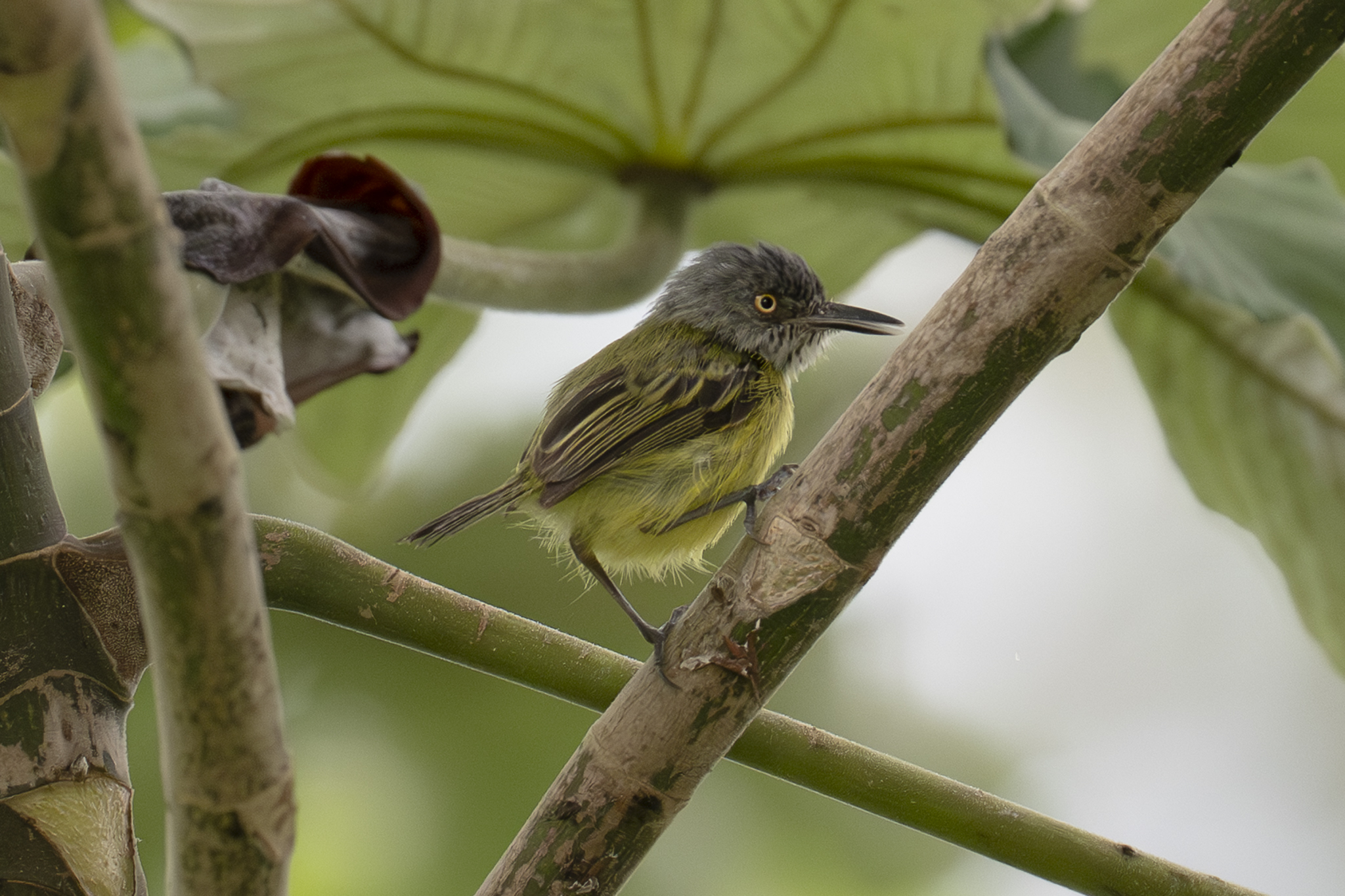 Spotted Tody-Flycatcher (Todirostrum maculatum), photo 2