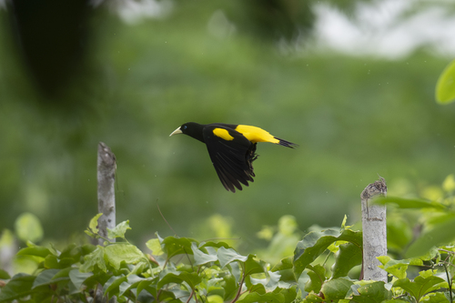 Yellow-rumped Cacique (Cacicus cela), photo 5