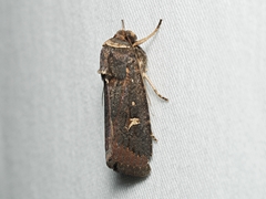 Proteuxoa hydraecioides