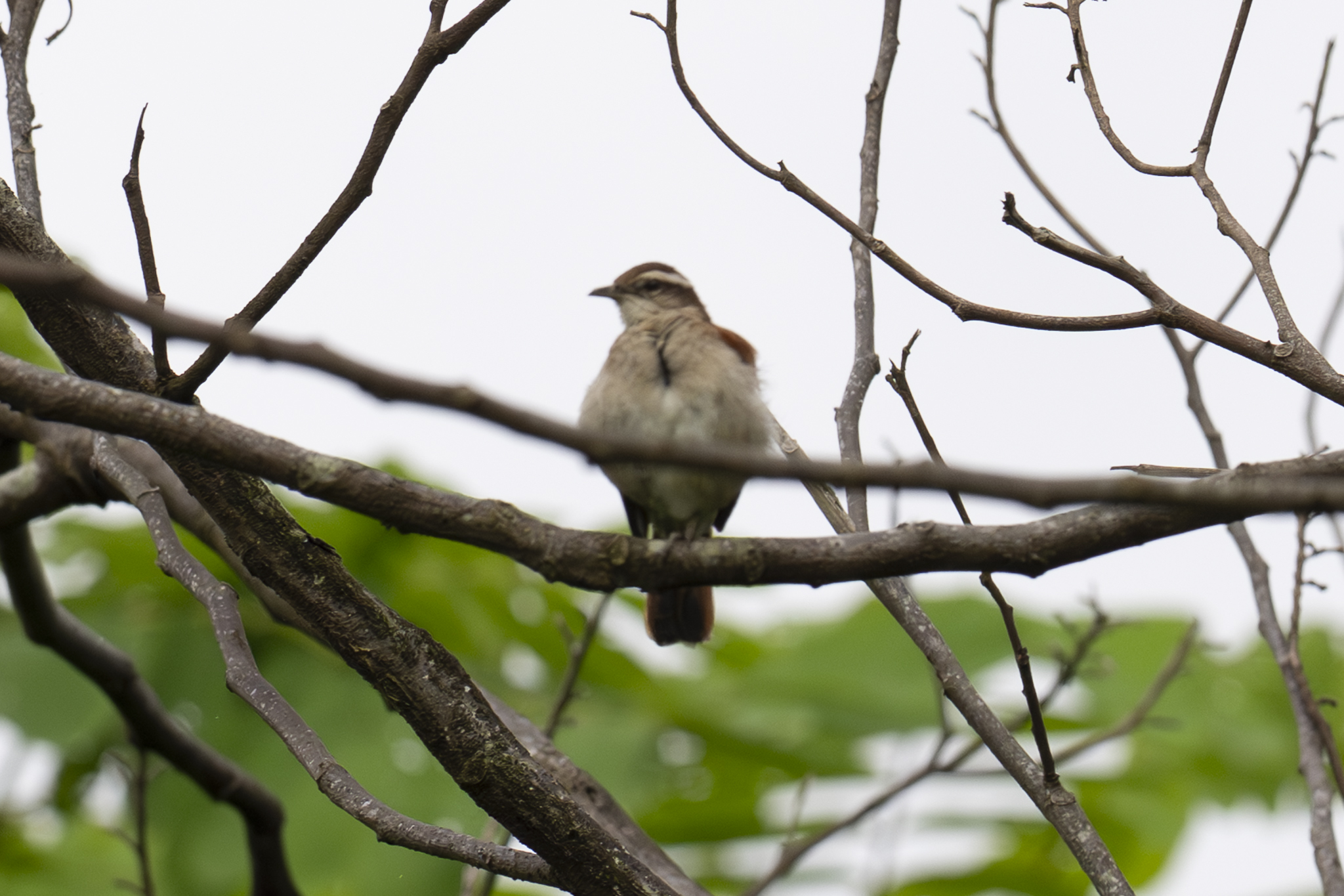 Band-tailed Hornero (Furnarius figulus), photo 4