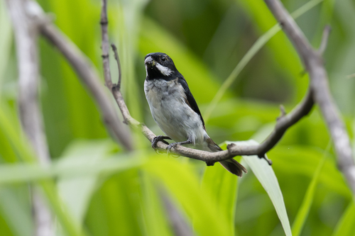 Lesson's Seedeater (Sporophila bouvronides), photo 9