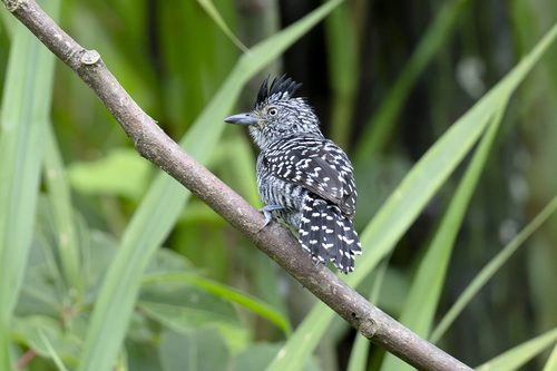 Barred Antshrike (Thamnophilus doliatus), photo 8