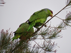 Amazona finschi