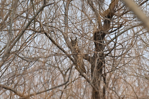 Long-eared Owl