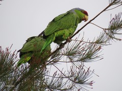 Amazona finschi