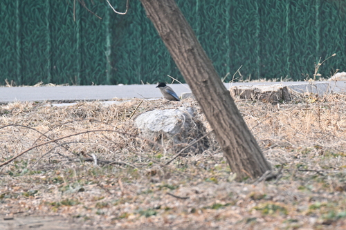Azure-winged Magpie