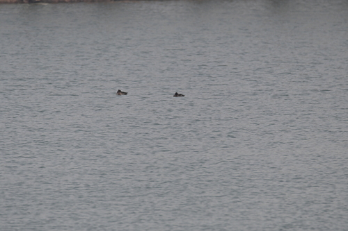 Tufted Duck
