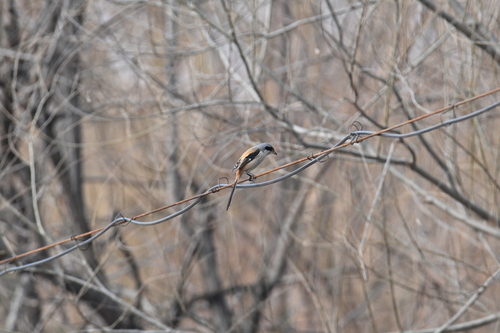 Long-tailed Shrike