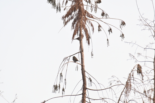 Rustic Bunting