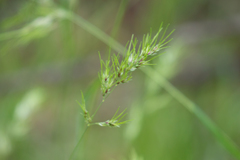 Poa bulbosa