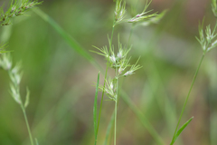 Poa bulbosa