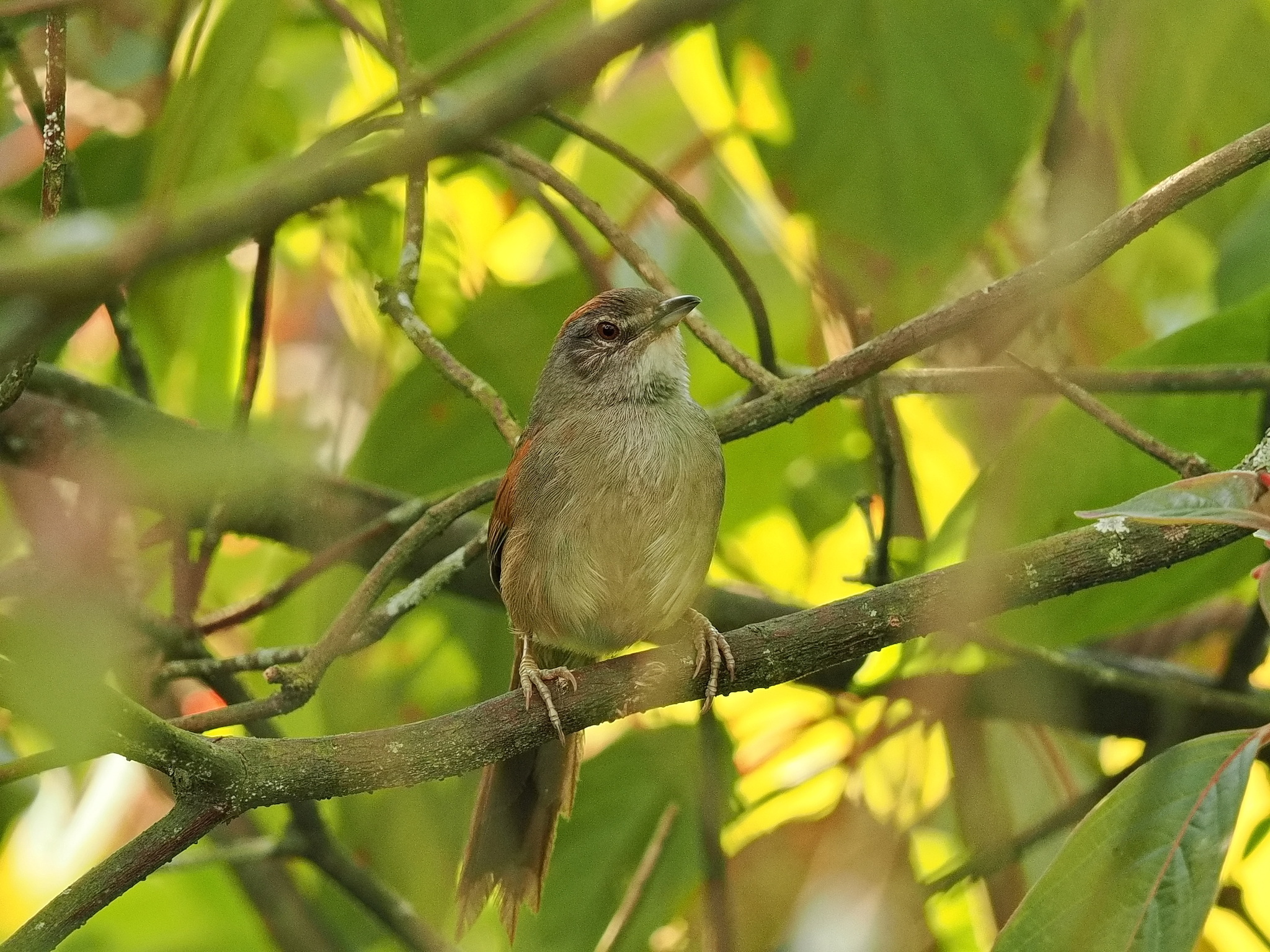 Pale-breasted Spinetail (Synallaxis albescens), photo 8