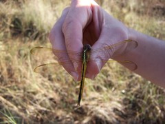 Libellula auripennis