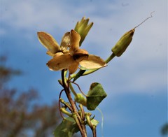 Ipomoea bernoulliana