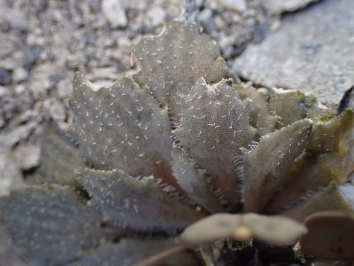 Notothlaspi rosulatum