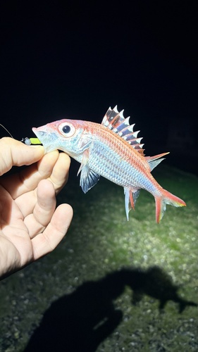 Armed squirrel-fish (Neoniphon sammara) — Holocentridae — 3