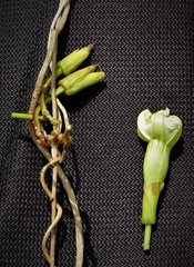 Ipomoea bernoulliana