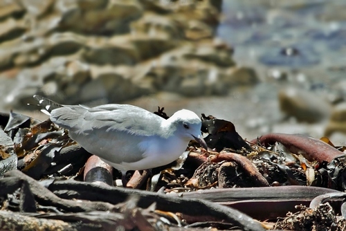 Hartlaub's Gull (Chroicocephalus hartlaubii), photo 8