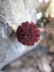 Leptinella atrata