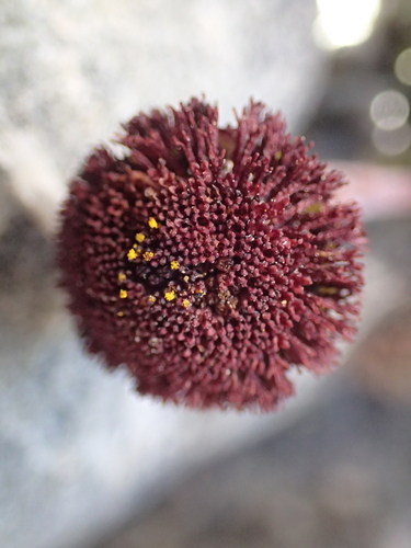 Leptinella atrata, photograph 3