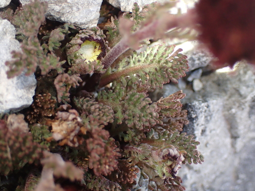 Leptinella atrata observed 2026-02-01