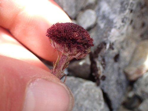 Leptinella atrata, photograph 2