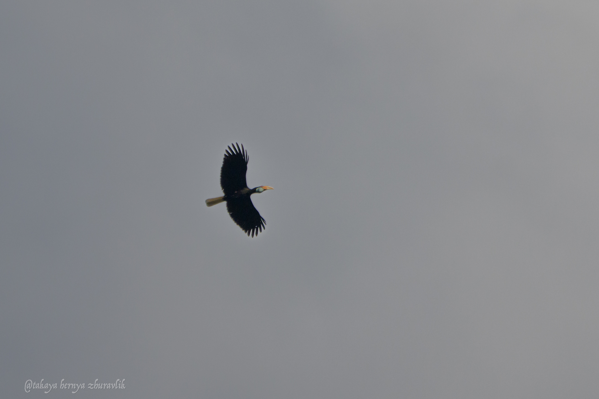 Wreathed Hornbill (Rhyticeros undulatus), photo 8