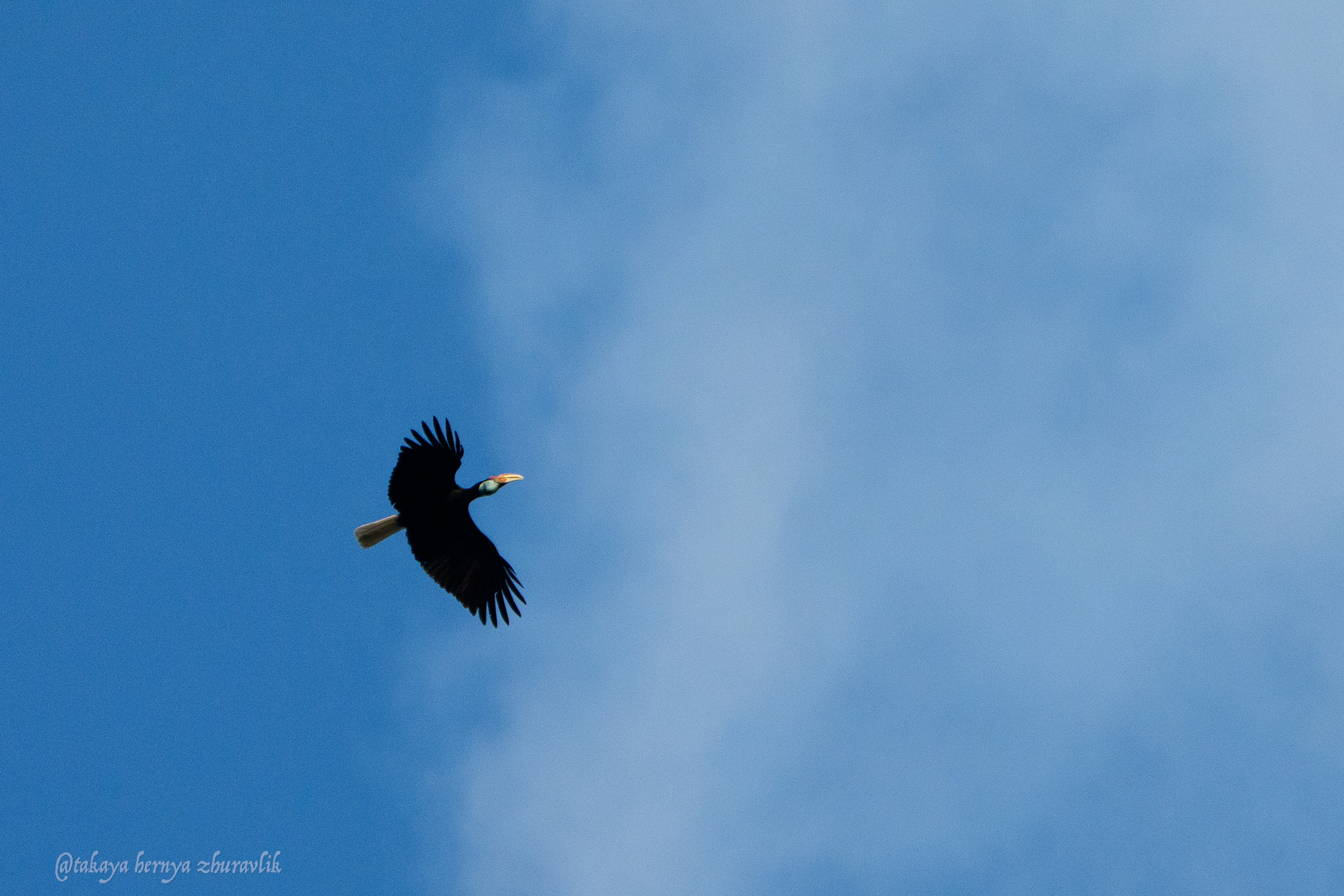 Wreathed Hornbill (Rhyticeros undulatus), photo 7