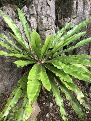 Asplenium antiquum