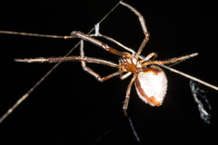 Argyrodes antipodianus