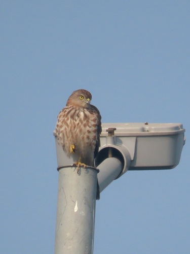 Shikra